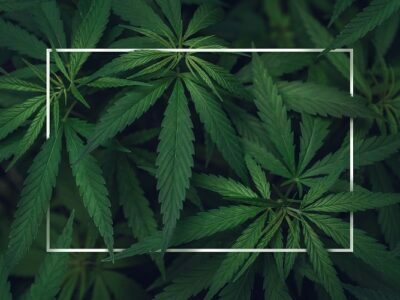 Medical Cannabis Card