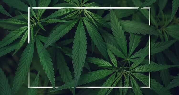 Medical Cannabis Card