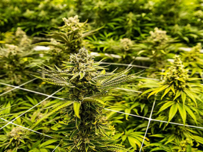 CBD